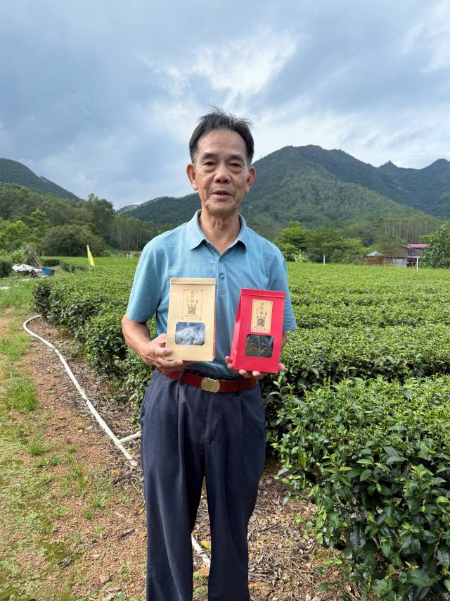 叶源顺的父亲叶财，向记者展示金竹源茶叶。