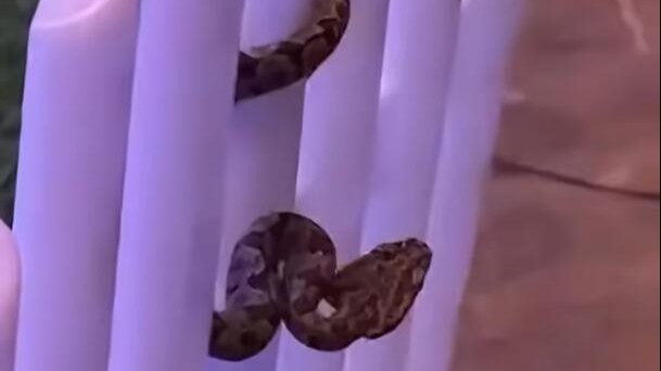 官方通报“九寨沟一酒店大堂惊现毒蛇”：排除人为投放可能