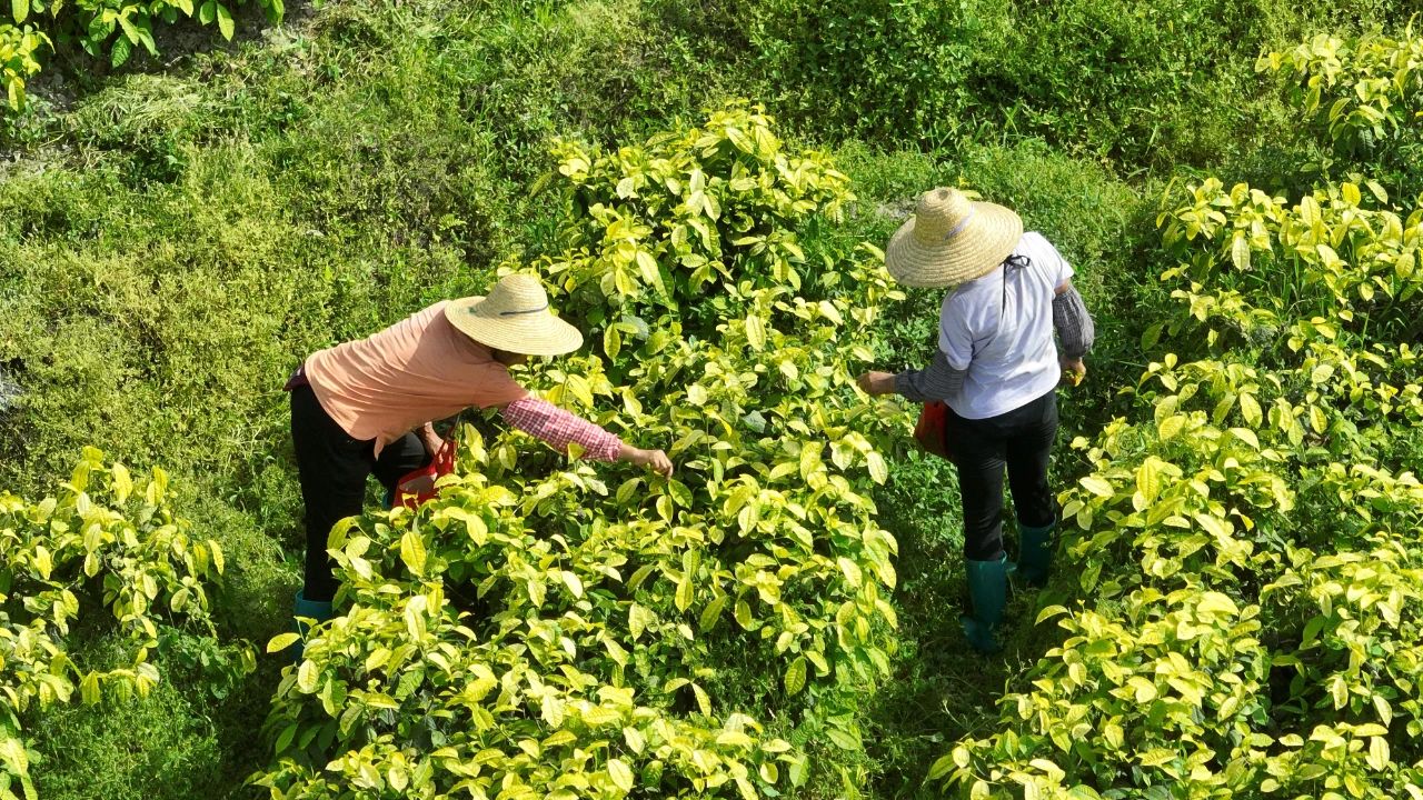 新兴县太平镇“茶业+”模式走出乡村振兴特色路