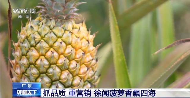 Nanyue窗口丨水果省的“新出路”