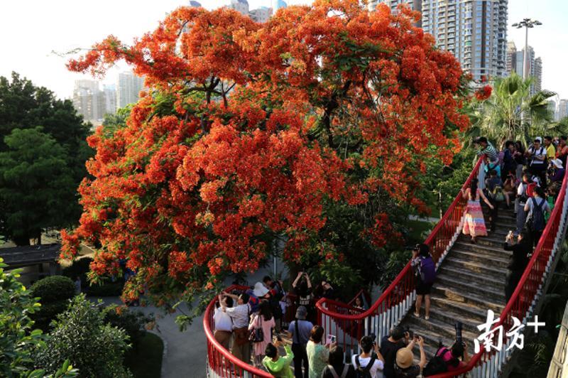 花城广州花景众多，但一直没有一个“花心”。符超军 摄