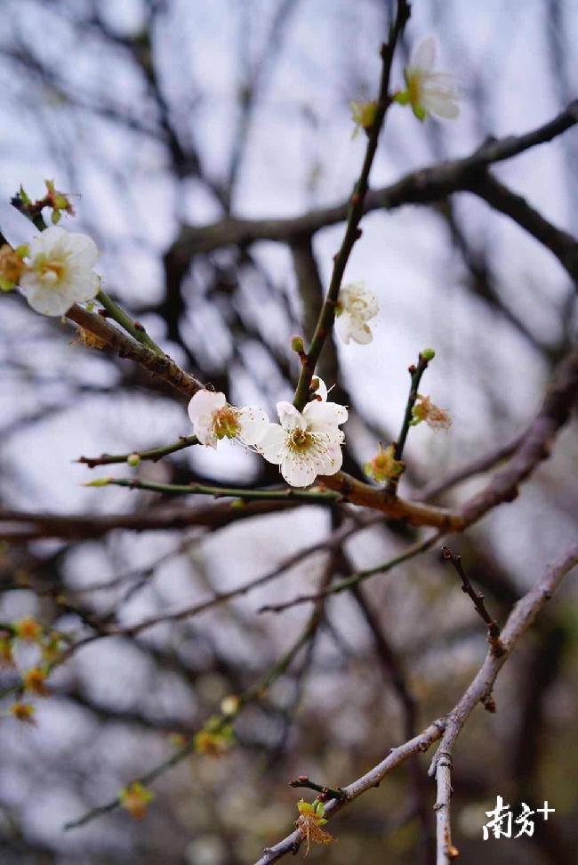 香雪公园的梅花已经有绿芽相伴
