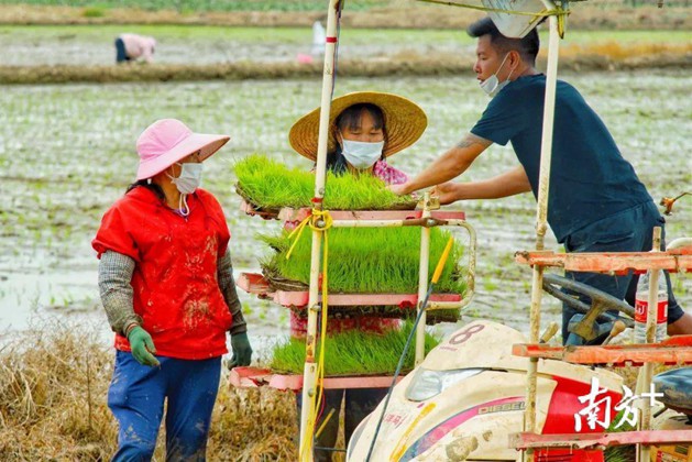 3万亩良田传来春天的希望！珠海养殖户叹：买家回来了