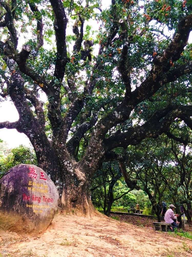 高州“贡园”部分荔枝树龄已过500年，但依然枝繁叶茂，吸引不少游客慕名而来。南方日报记者 马华摄