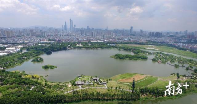 海珠湖公园绿道与广州塔隔空相望，环公园一圈约2.6公里。一望无际的绿地加上清澈的湖水令人心旷神怡。（肖雄 摄）