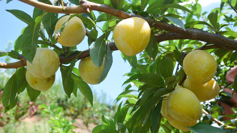 Sweet summer harvest: Irresistible fruits ripen across Qingyuan's Yangshan