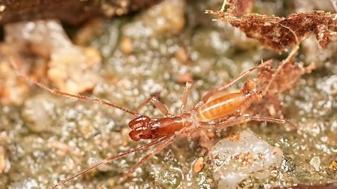 New scorpion species discovered in Zhongshan's national park