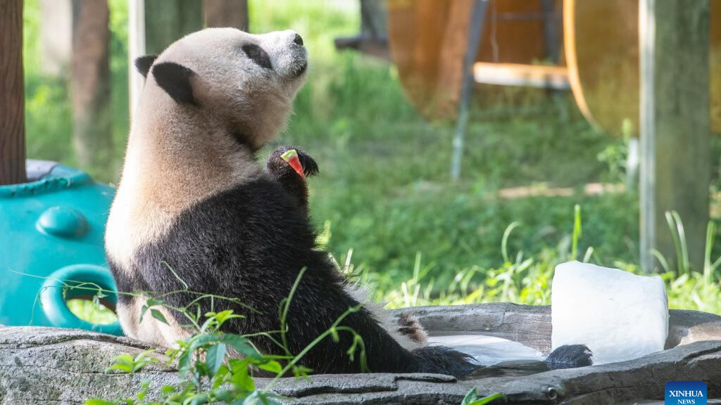 Chongqing Zoo takes measures to help animals beat summer heat