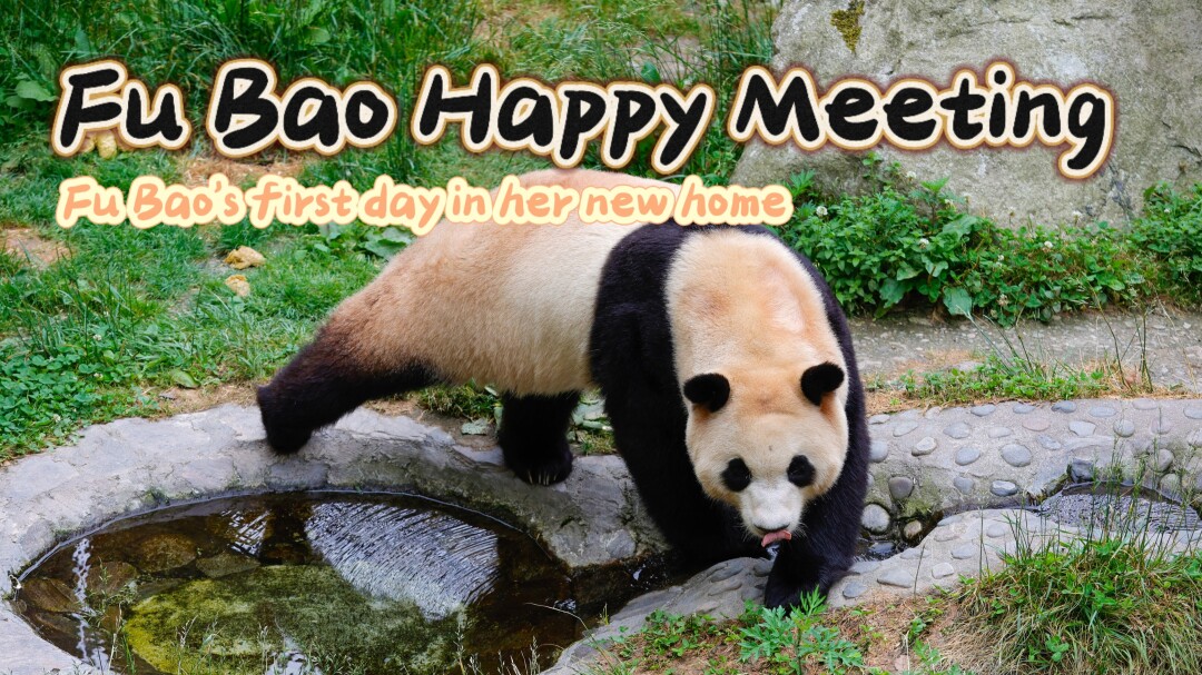 Fu Bao Happy Meeting: Fu Bao's first day in her new home