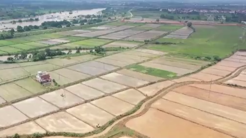 我国粮食主产区夏种加快推进 进度已过八成