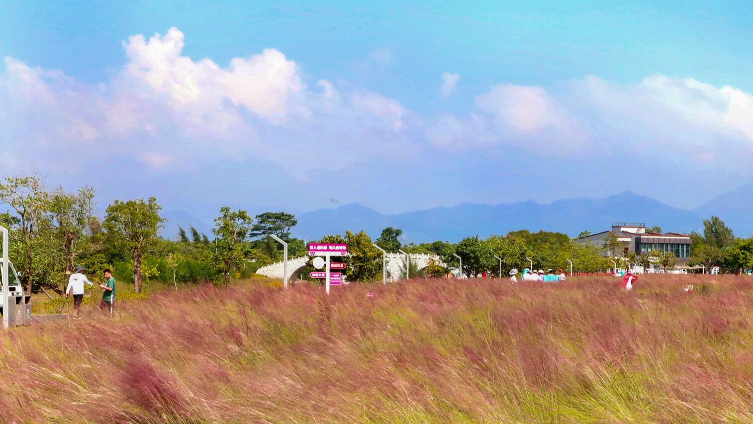 Autumn's limited edition beauty: A pink mist in Shenzhen's Nan'ao!