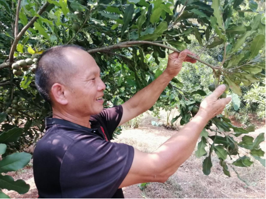 封开县白垢镇日光村种植大户陈广贤的白垢坚果丰收在望。黄瑛居 摄