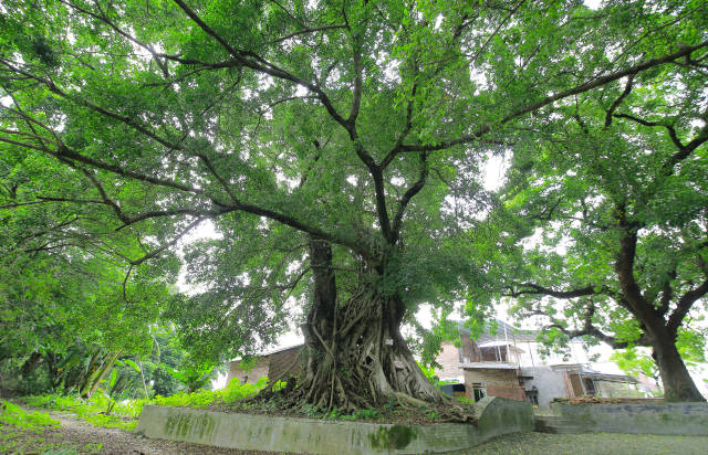 南方报业传媒集团认捐一级古树位于广州市增城区石滩镇上塘村仙塘社，树龄 548年。
