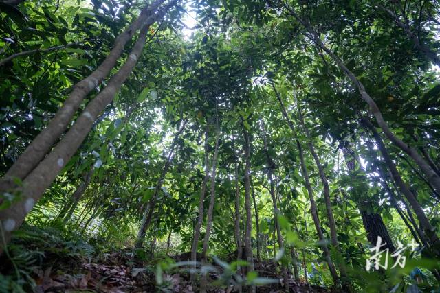 高要区规模化的肉桂种植基地。南方+记者 张令 摄