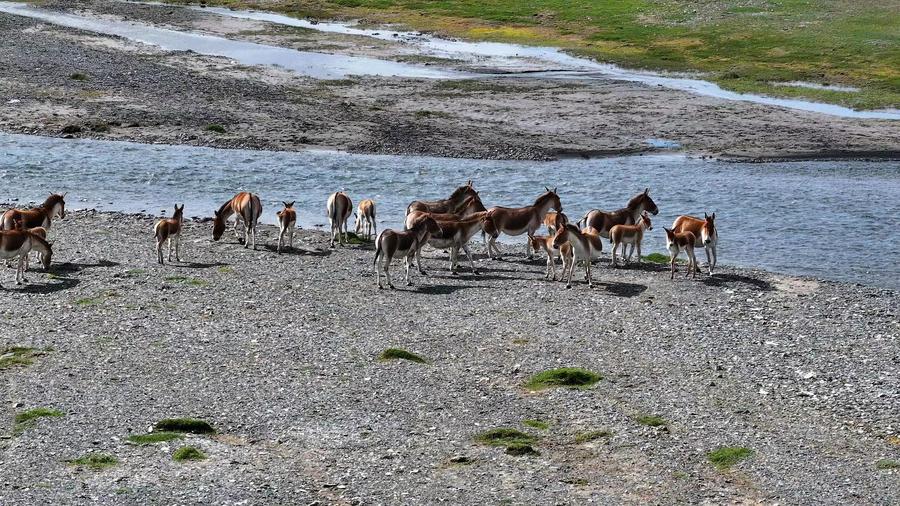 La Chine finalise l'enregistrement des droits de propriété de ses premiers parcs nationaux