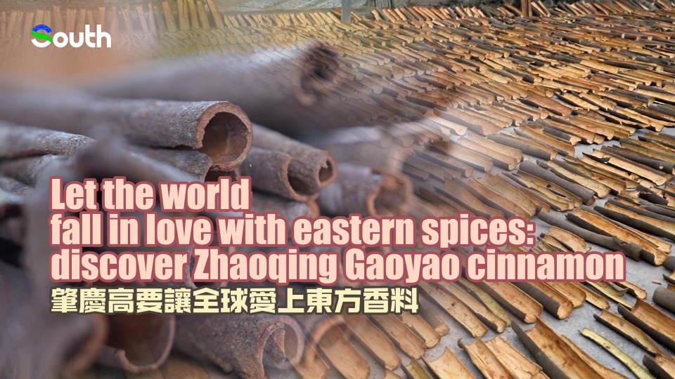 Let world fall in love with eastern spices: discover Zhaoqing Gaoyao cinnamon