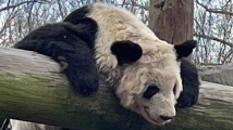 下周抵美!他们准备护送大熊猫“丫丫”回国 下周抵美!他们准备护送大熊猫“丫丫”回国