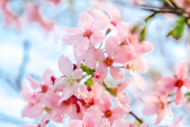 Vibrant spring blossoms adorn South China Agricultural University