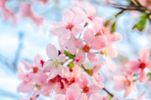 Vibrant spring blossoms adorn South China Agricultural University Vibrant spring blossoms adorn South China Agricultural University