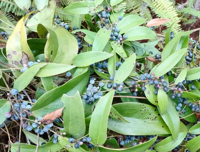 土茯苓藤苗。