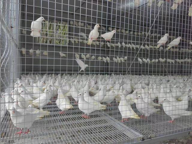 广宁肉鸽。