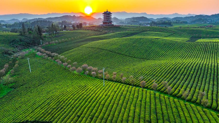 Xiconomics: How Xi's green vision sparks hope for a sustainable world
