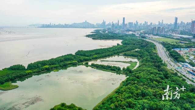 这种保护大湾地区CBD的绿色