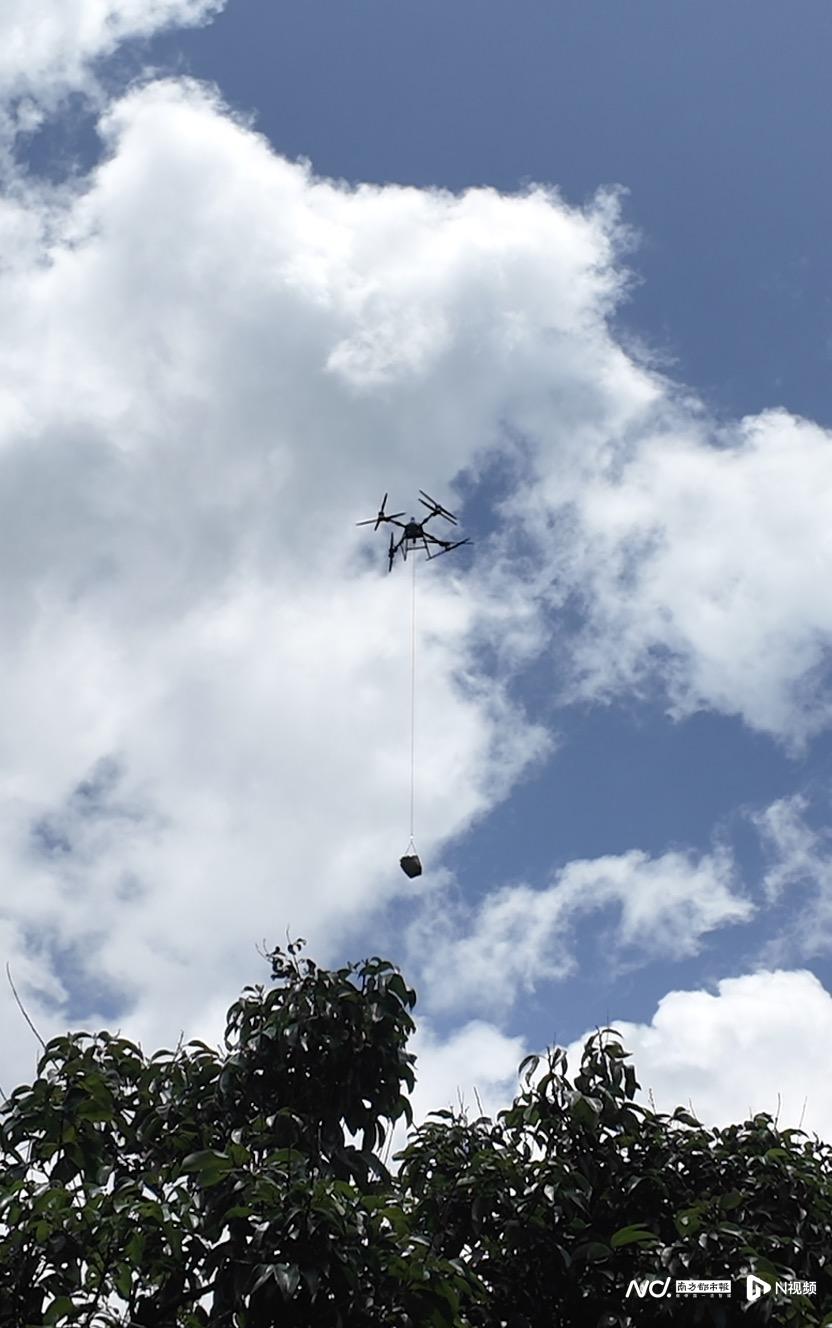 无人机转运荔枝。实习生 王新瑞 摄