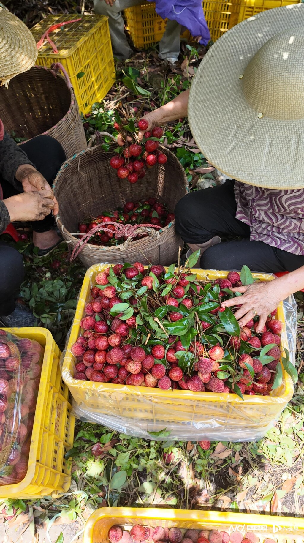 从山中转运出的荔枝。实习生 王新瑞 摄