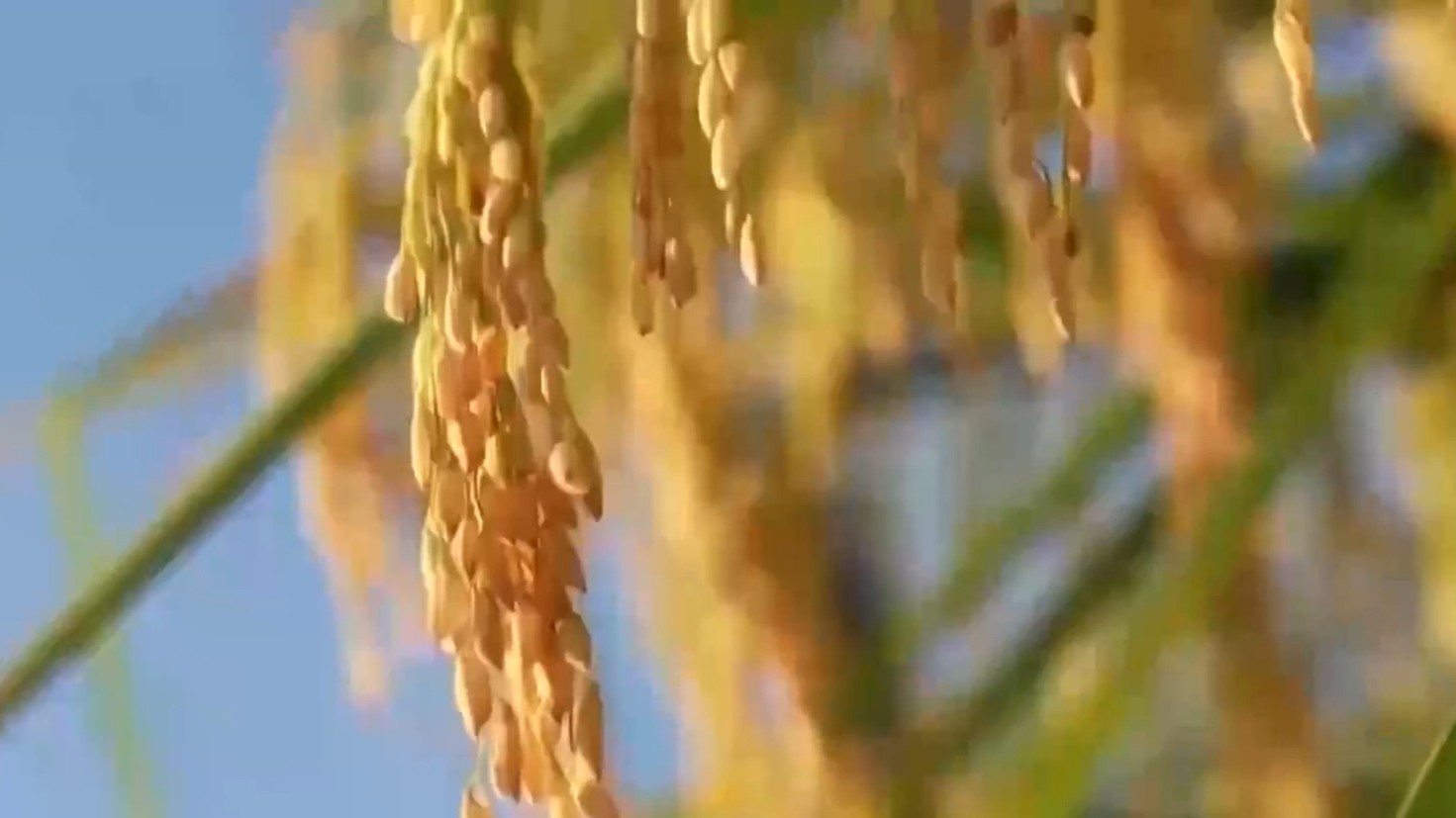 從糧食安全到稀土機密 國家安全法實施十周年帶來這些變化