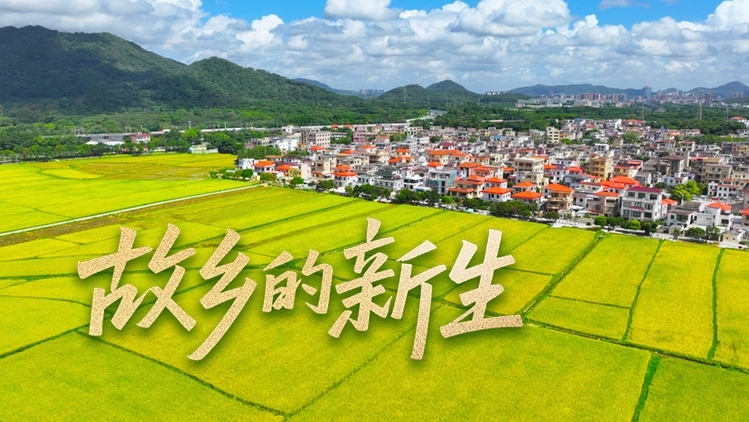 稻田里长出民宿、咖啡馆...故乡的新生在中山这条村具像化了｜粤来粤好百千万