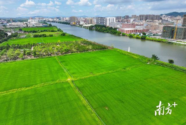 在南区街道福涌村，段龙冉承包了200亩田种植水稻。 南方+ 叶志文 拍摄