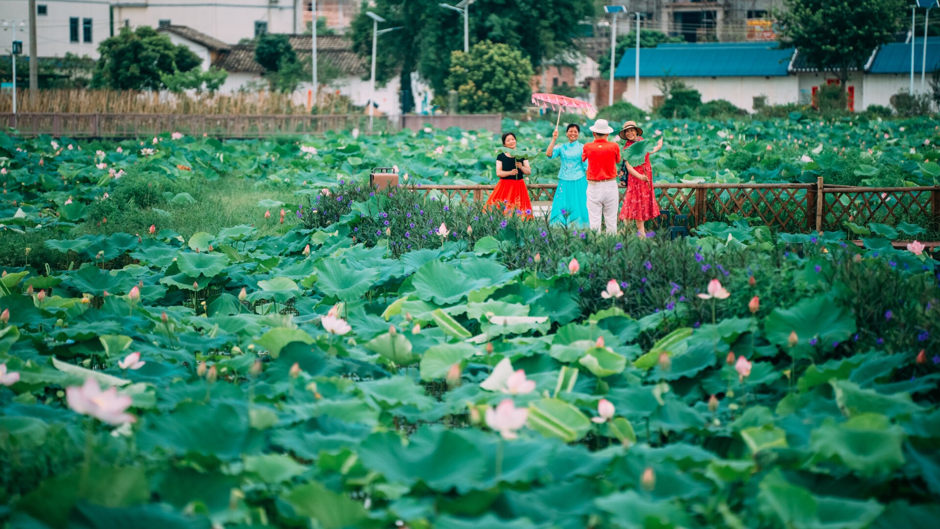Lotus enters peak blooming period in Huizhou