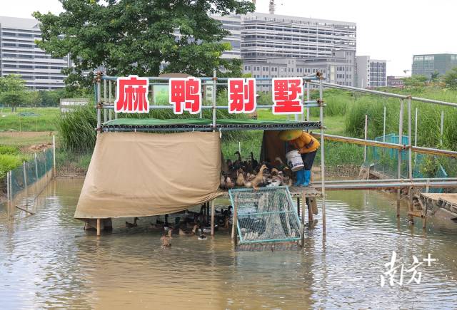 “百亩之家”饲养的中山麻鸭。 南方+ 叶志文 拍摄
