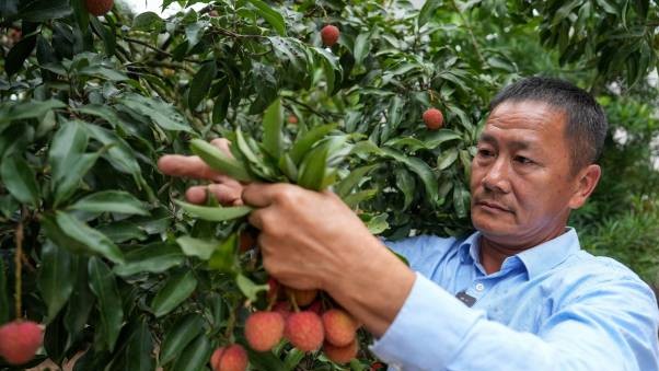 一颗小荔枝撬动百亿大产业