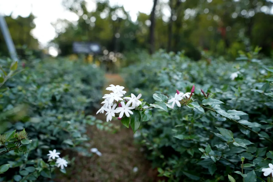 素馨花