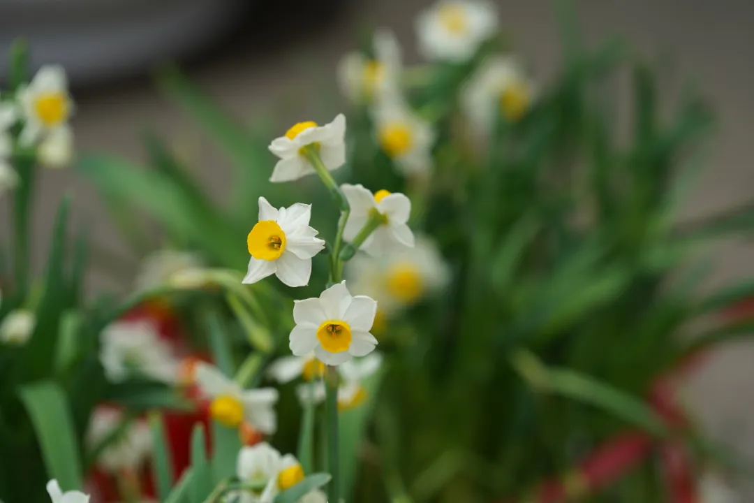 水仙花象征富贵吉祥