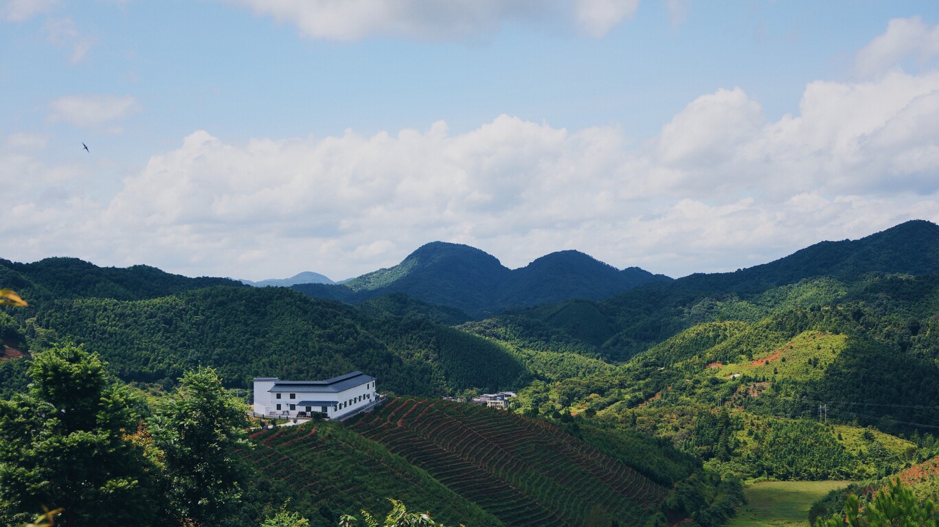 凹峰茶园。图/受访者提供