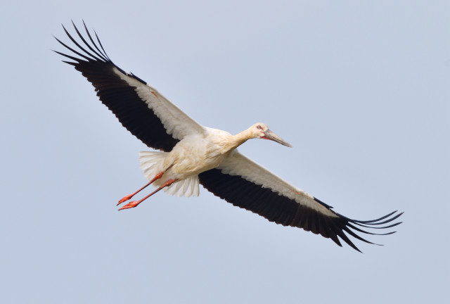 Guangdong’s Jiangmen first discovered oriental stork