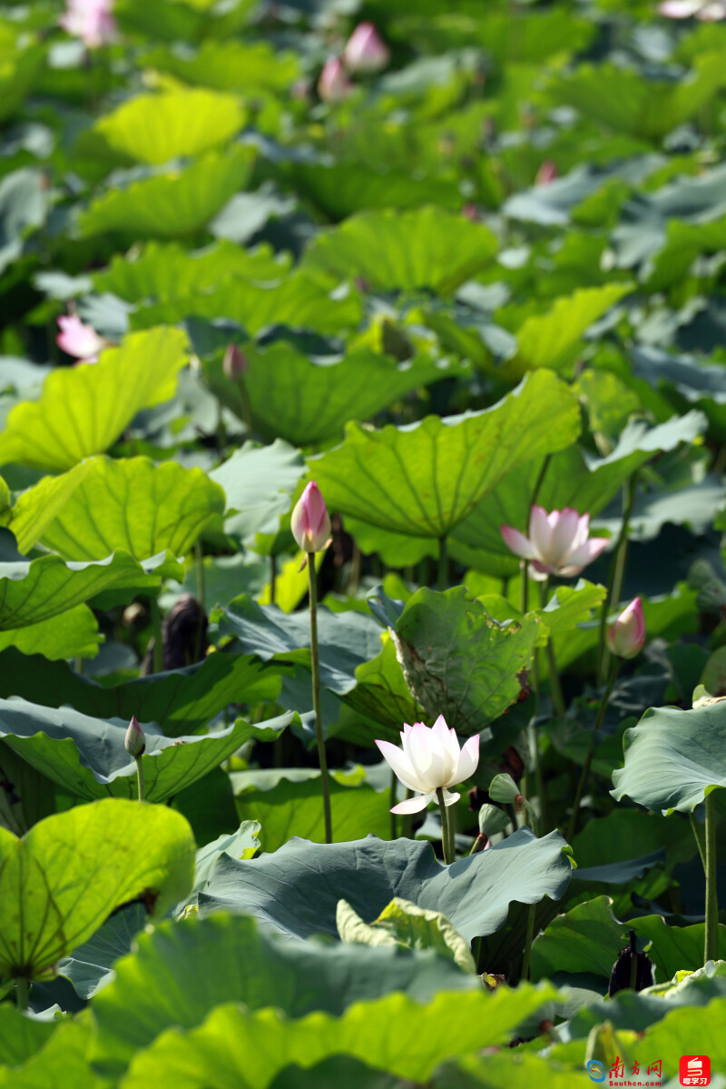 广州南沙:夏日赏荷正当时