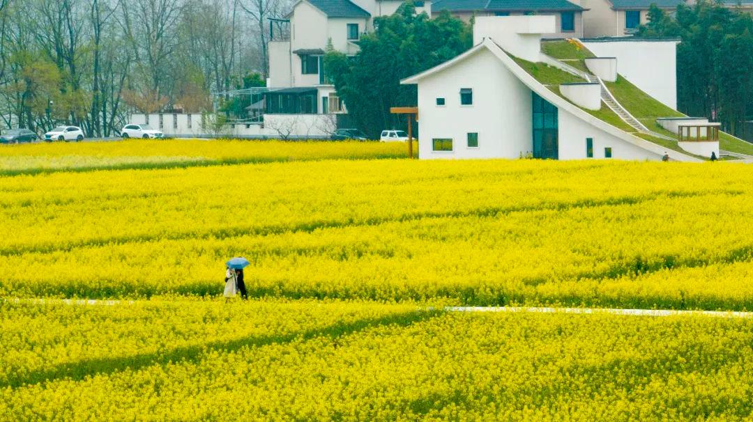 2023年3月16日，浙江省杭州市桐庐县梅蓉村千亩油菜花竞相绽放，吸引游人休闲赏花。