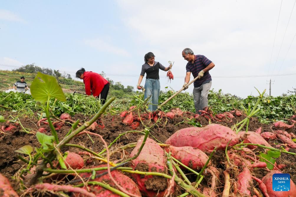 Farmers Busy With Autumn Harvest Across China 