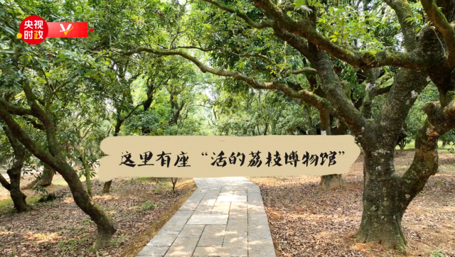 习近平广东行丨借“荔”发力 “土特产”里有大文章——走进高州市根子镇柏桥村