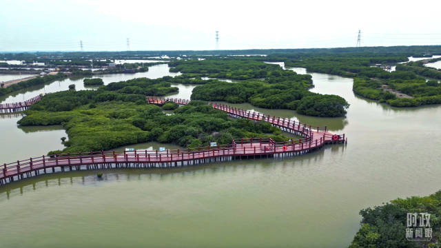 △麻章区湖光镇金牛岛红树林片区航拍。（总台央视记者吴穗斌拍摄）