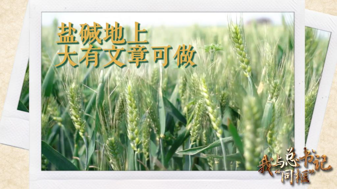 我与总书记“同框”|盐碱地上大有文章可做 我与总书记“同框”|盐碱地上大有文章可做