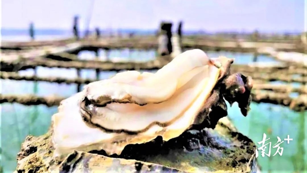Oyster Food & Culture Week to open in Yangjiang
