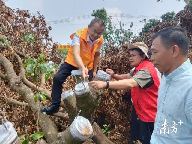 云安农技服务获四项省级荣誉