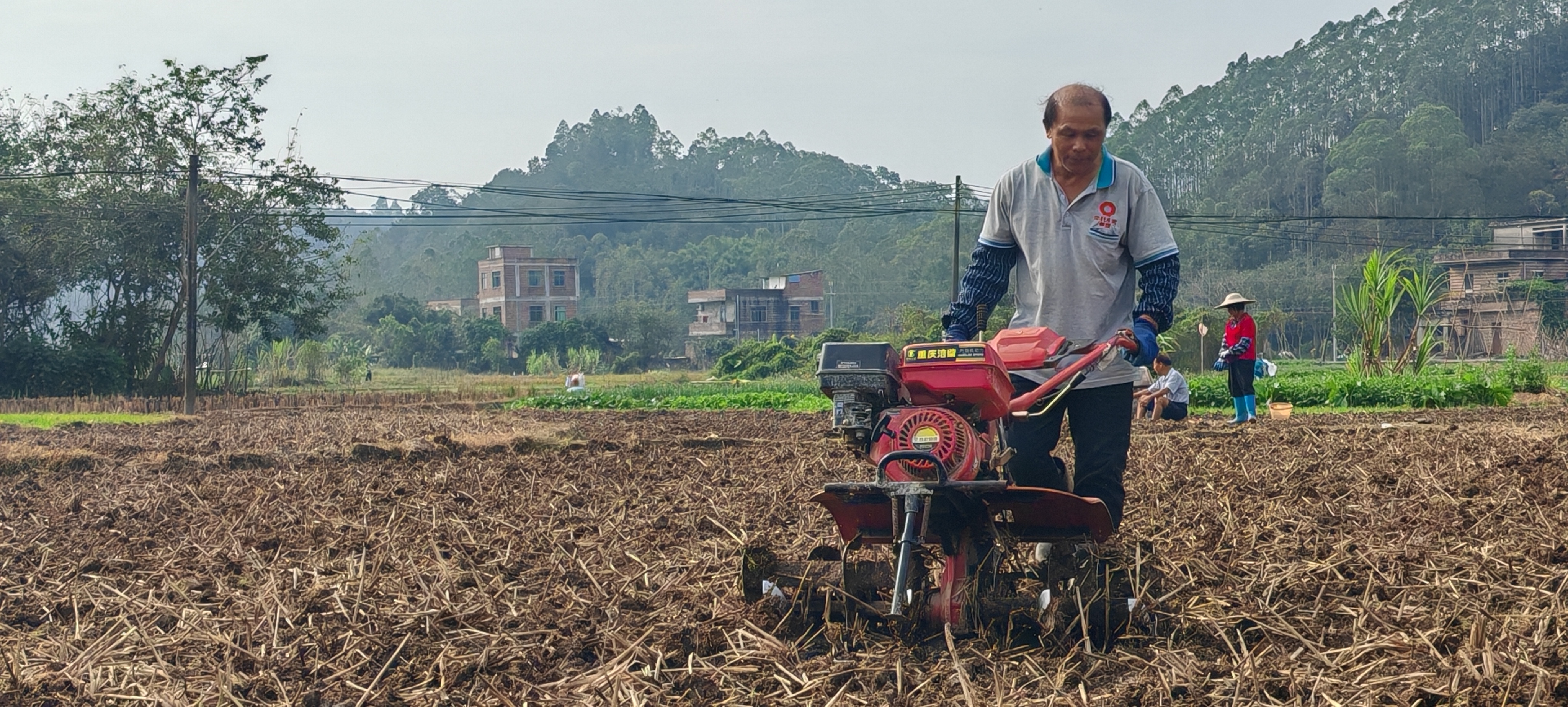 云安区都杨镇：冬种生产正当时