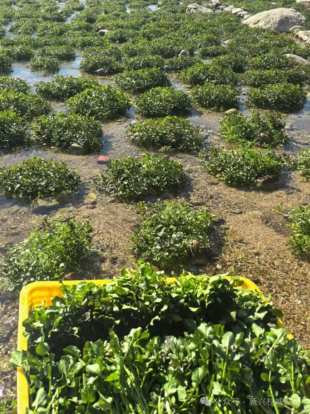 新兴县里洞镇西洋菜年销售量达20万斤，带动群众收入超百万元