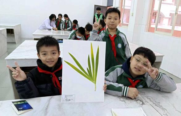 云浮这所学校的劳动课堂飘满“中药香”